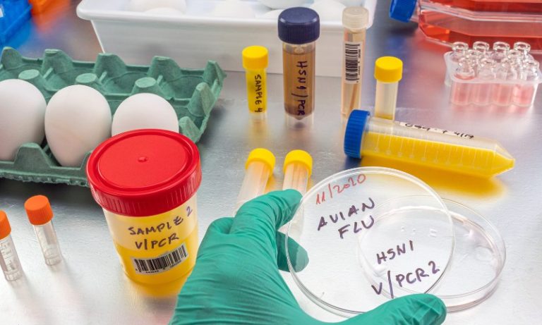 Mato Grosso cria barreira sanitária e fará abate após registro de gripe aviária
