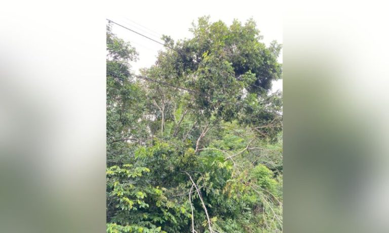 Metrô do Recife enfrenta novo problema e Ramal Camaragibe para mais uma vez