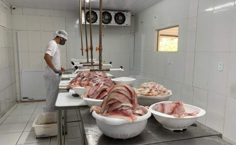 Muniz Freire avança na criação de tilápias após fortalecimento do cooperativismo