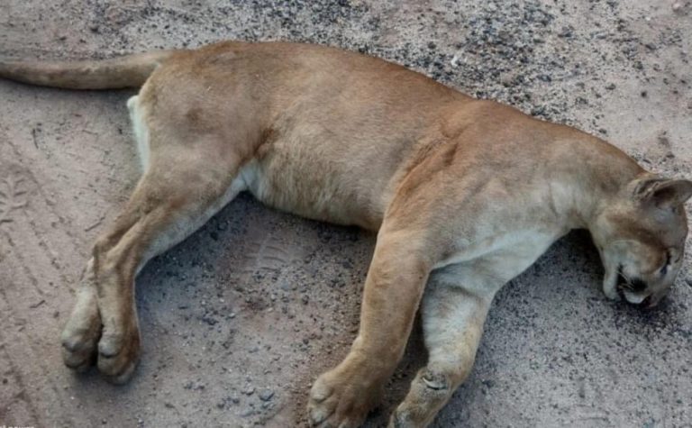 Onça-parda é encontrada morta às margens de rodovia no Sul do ES