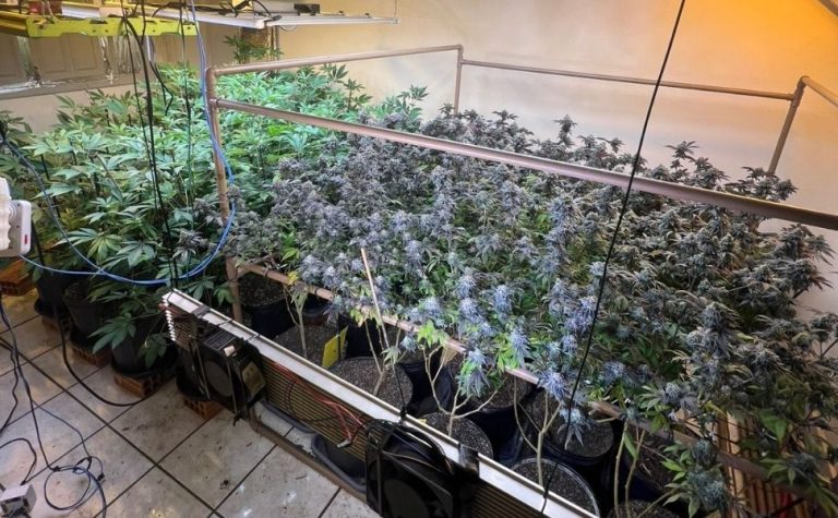 Polícia encontra laboratório de cultivo de maconha em canil na Serra