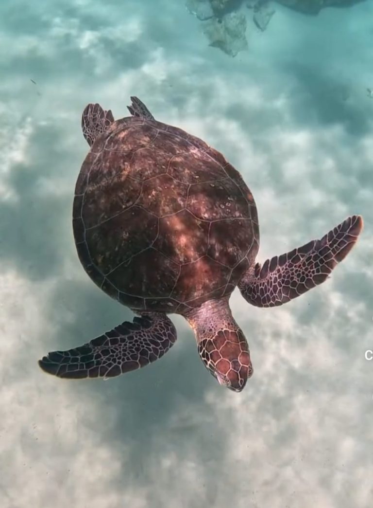 Turista é autuado por perseguir tartaruga marinha em Fernando de Noronha