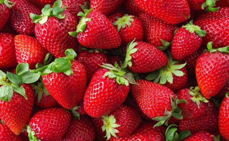 Variedade de morango é mais resistente a pragas e dispensa adubação com nitrogênio