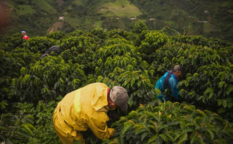 “Vou pagar R$ 12 mil por mês a colhedor de café”, anuncia agricultor do ES