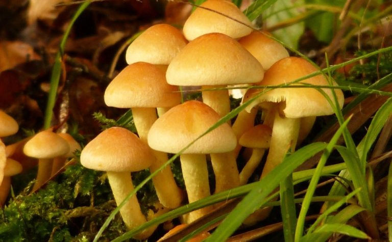 Australiana é declarada culpada por matar parentes com torta de cogumelos venenosos