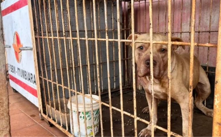 Criança de 4 anos morre após ser atacada por pitbull dentro de casa
