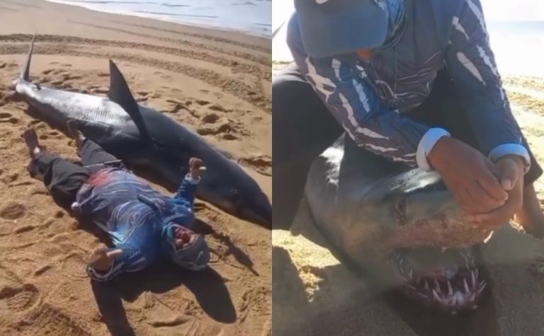 Especialistas explicam chance de tubarão no ES