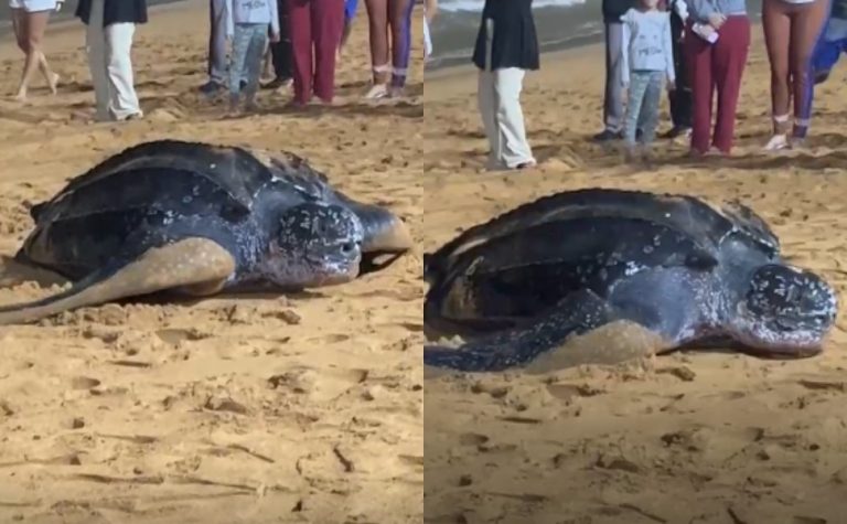 Espécie de tartaruga gigante ameaçada de extinção é vista na praia de Jacaraípe