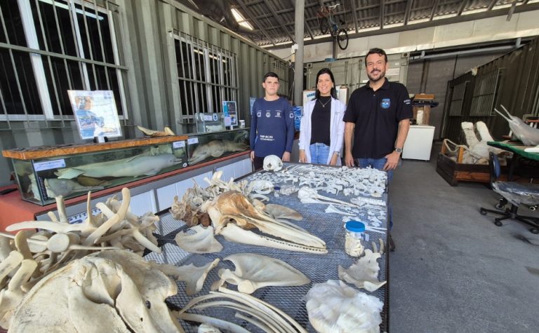 Guarapari tem maior museu de animais marinhos do País