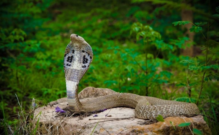 Menino de dois anos morde e mata cobra venenosa após ser atacado em casa
