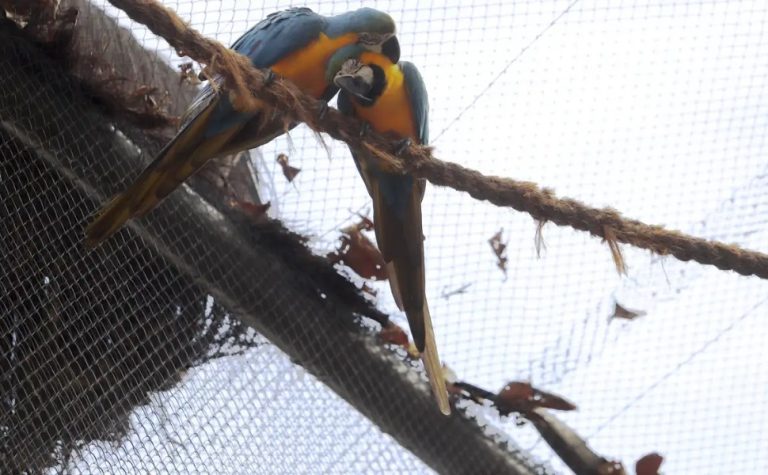 Morte de mais quatro aves fecha ao público zoológico do Rio