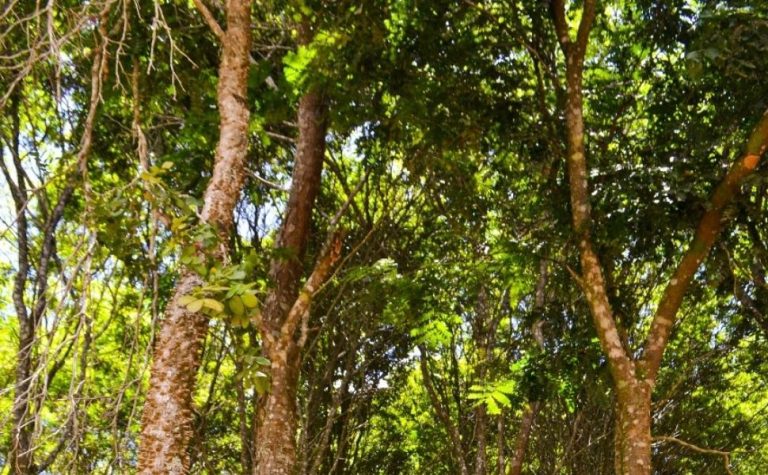 Pau-Brasil produzido de forma legalizada no ES é usado para violinos e violões