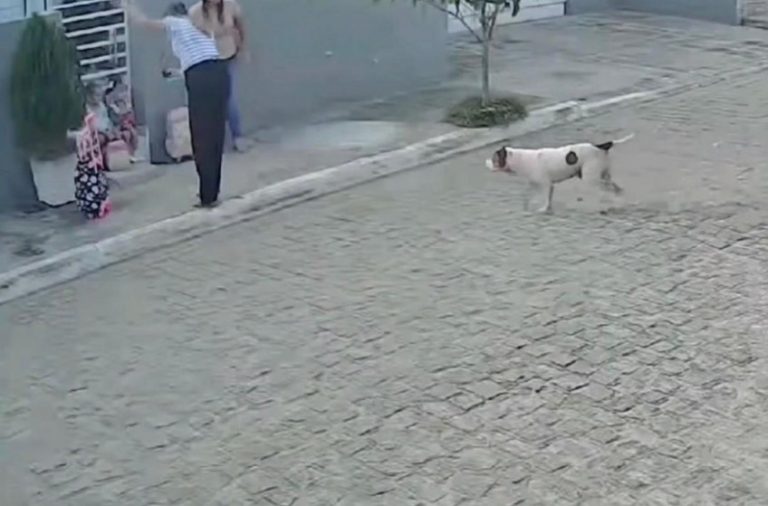 Pitbull ataca mães e filhas pequenas no Sertão de Pernambuco; COM VÍDEO