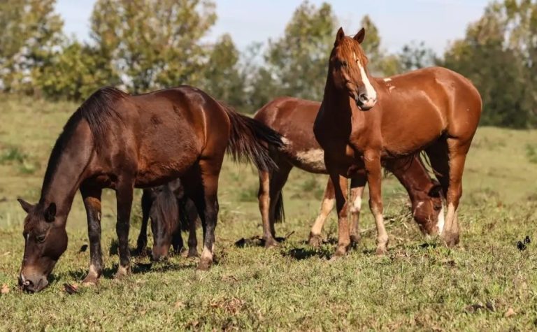 Ração contaminada mata 245 equinos em quatro estados
