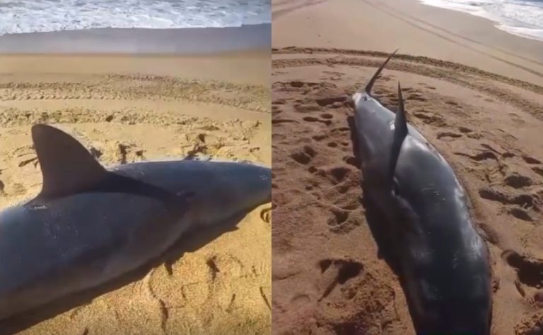 Tubarão morto é encontrado em praia no Sul do ES; Veja vídeo
