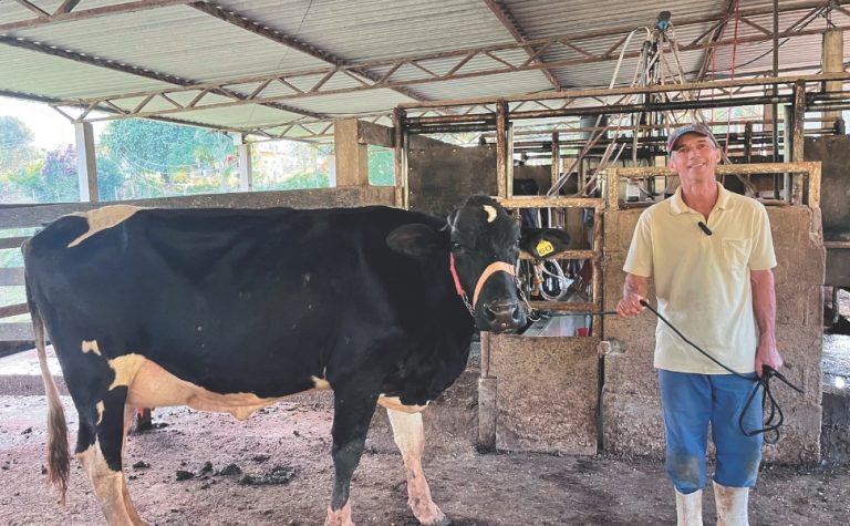 Luxo nas montanhas: vacas “milionárias” ganham destaque em concurso no ES