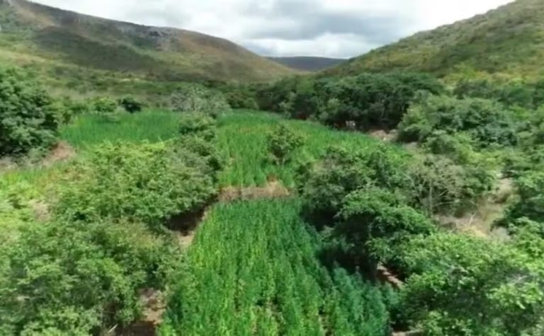 Advogado é preso em Salvador suspeito de ser dono de fazenda de maconha
