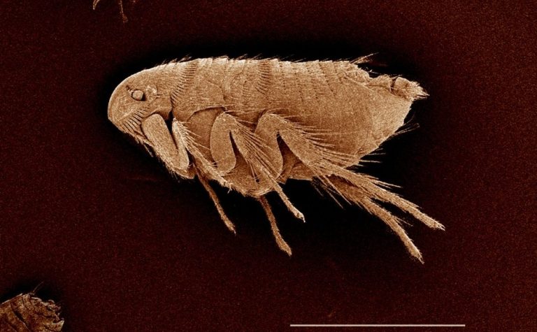 Americano recebe diagnóstico de peste negra após picada de pulga