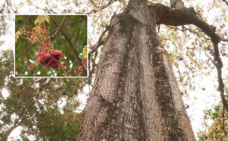 “Árvore fedorenta” chama atenção no Sul do ES