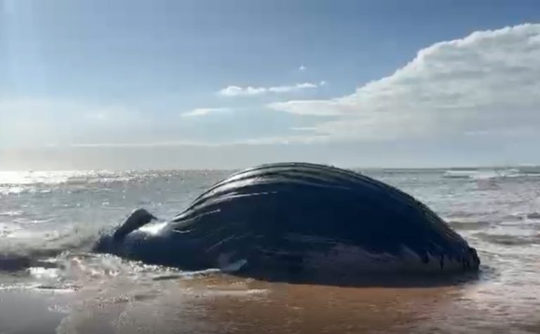 Baleia Jubarte é encontrada morta e encalhada em praia da Serra; veja vídeo