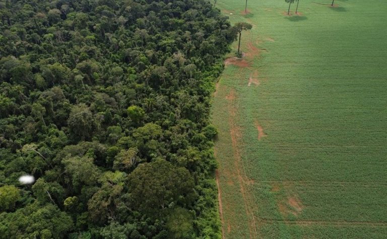 Brasil perdeu 111,7 milhões de hectares de áreas naturais em 40 anos