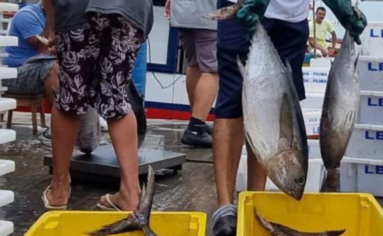Capital do Atum, Itapemirim busca mercados no México e Índia para venda de pescado