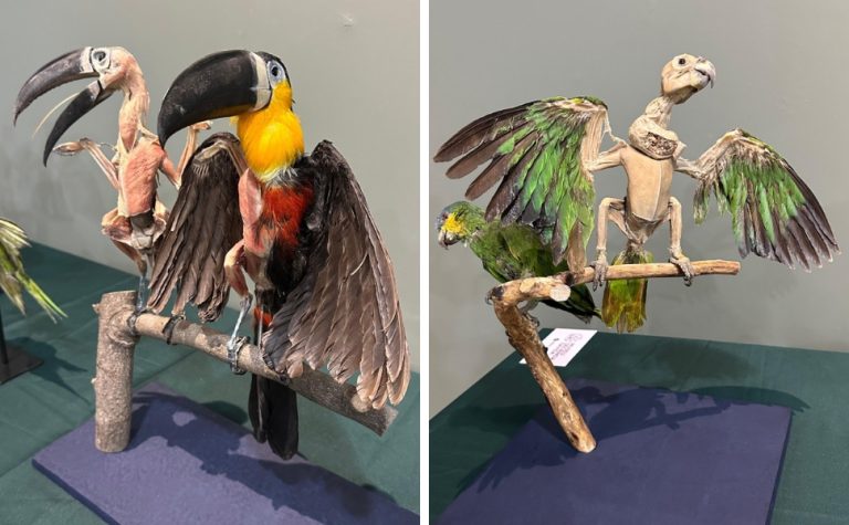 Exposição em Santa Teresa reúne mais de 100 peças plastinadas de animais