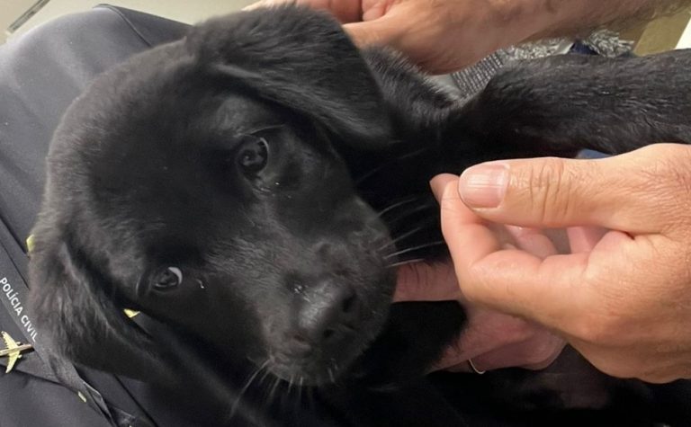 Homem é preso após não conseguir embarcar com cachorro e abandoná-lo em aeroporto