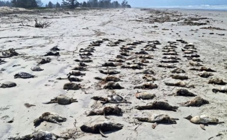 Mais de 650 pinguins-de-magalhães são achados mortos no litoral de SP em uma semana