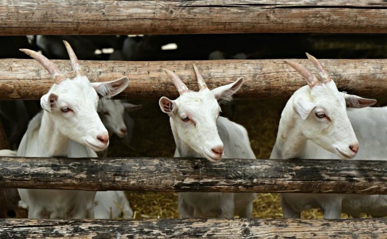 Ministério da Agricultura recolhe vacinas após morte de quase 200 animais
