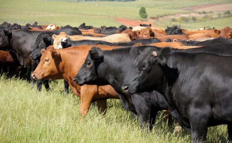 Mulher é condenada no ES por planejar execução para furtar gados de fazenda de MG
