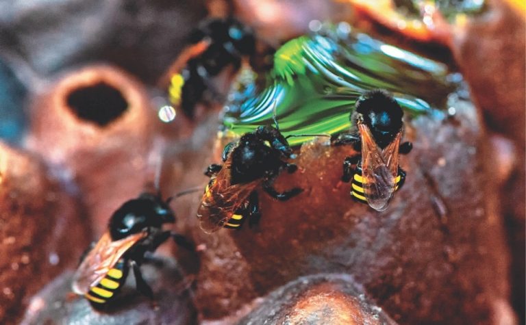Nova arma contra dengue pode estar em uma abelha brasileira