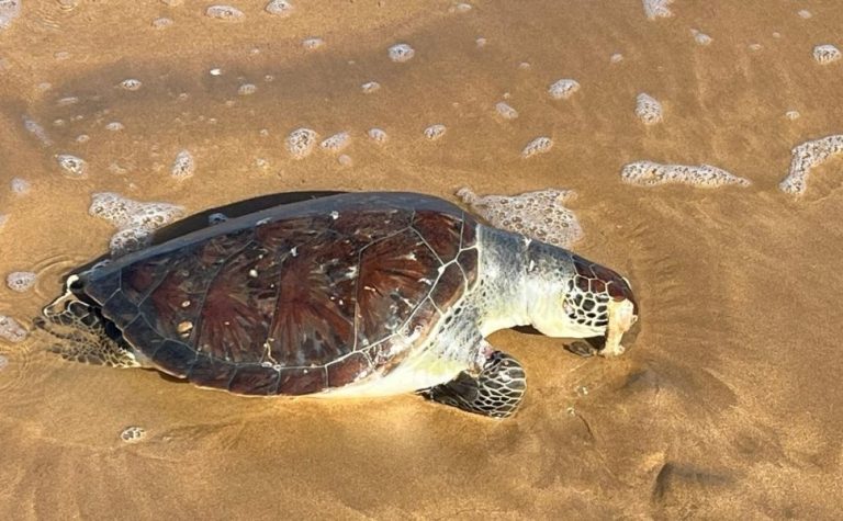 Tartaruga-verde é encontrada morta em praia no Sul do ES