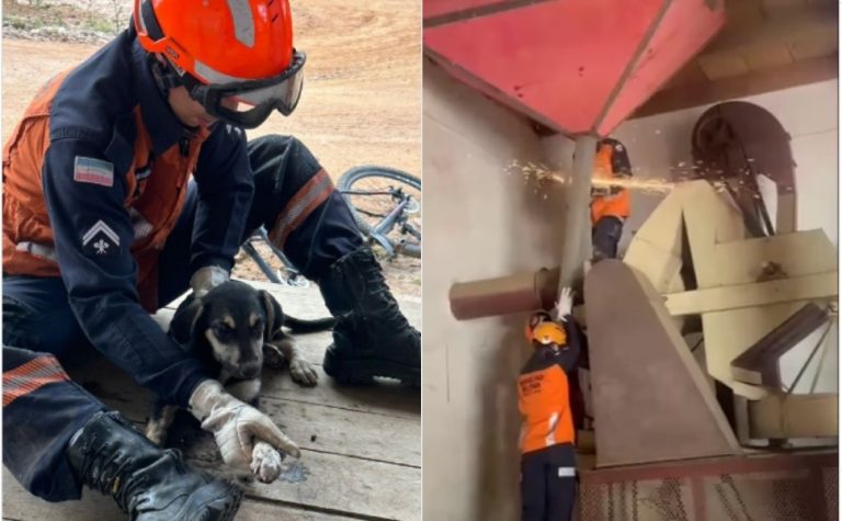 VÍDEO | Cachorro é resgatado pelo Corpo de Bombeiros após ficar preso em cano no ES