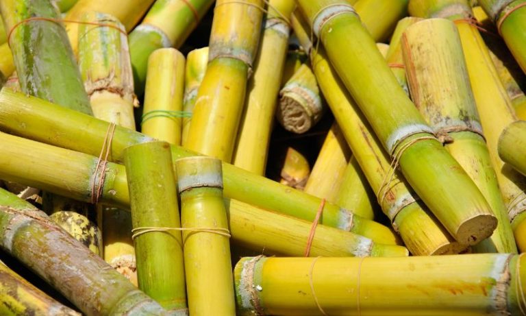 Zona da Mata aposta em inovação com produtos feitos de frutas e cana-de-açúcar