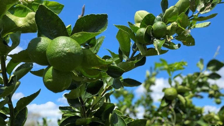 A Califórnia brasileira que floresce no Vale do São Francisco
