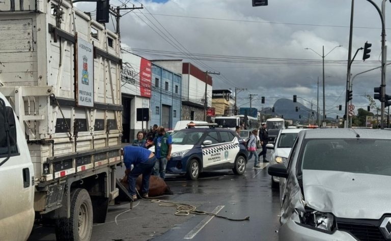 Acidente envolvendo cavalo e carro complica trânsito em Vila Velha