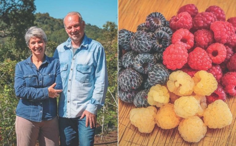 Aposentados ganham a vida com o cultivo de frutas vermelhas no ES