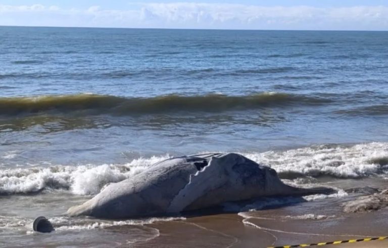 Baleia-jubarte é encontrada morta em praia no Sul do ES