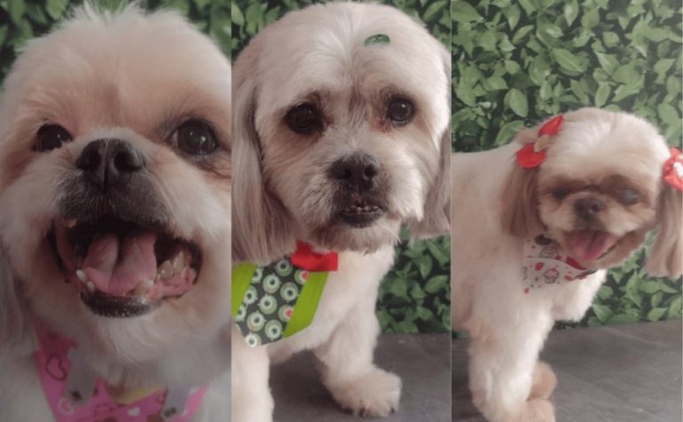 Cachorros morrem após ficarem 1 hora e meia presos em carro de pet shop