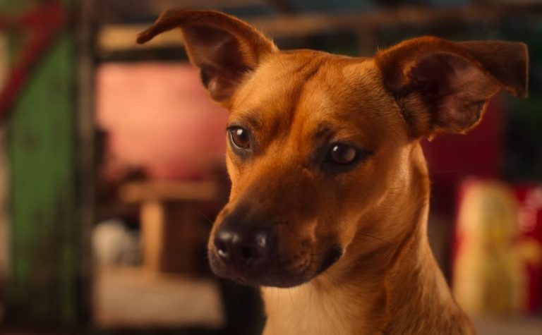 ‘Caramelo’, filme com Rafa Vitti e o astro canino Amendoim, ganha trailer