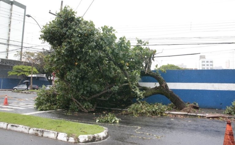 Chuva e vento provocam queda de árvore em Vitória; veja fotos