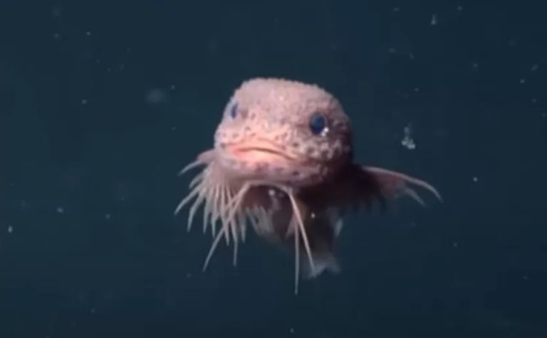 Cientistas encontram peixes ‘fofinhos’ incomuns em precipício no oceano