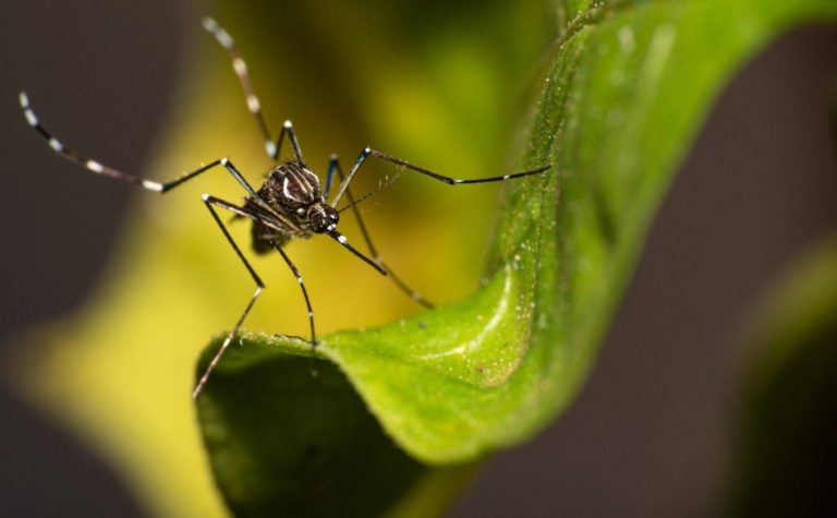 Espírito Santo já registrou 31 mil casos de dengue em 2025