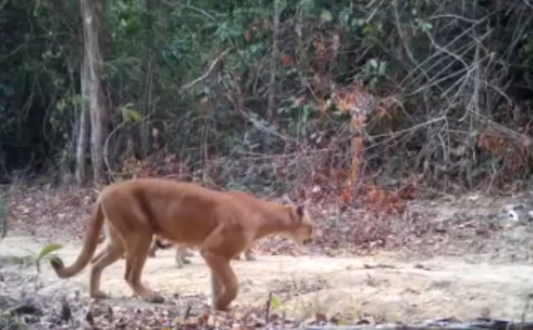Filhotes trigêmeos de onça-parda nascem em reserva no Norte do ES