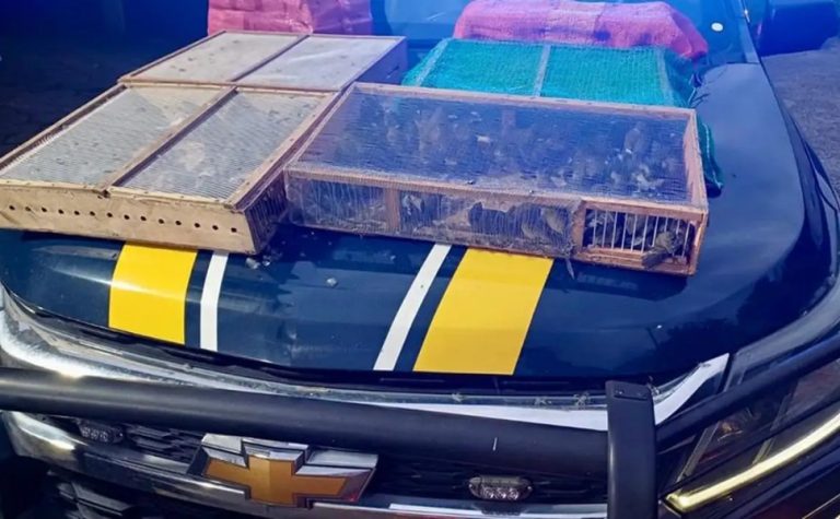 Homem é preso com mais de 1 mil aves silvestres no RJ; 180 morreram
