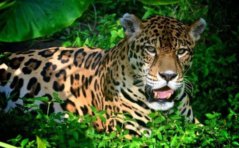 Ibama alerta e prepara população no ES contra ataques de onças e javalis