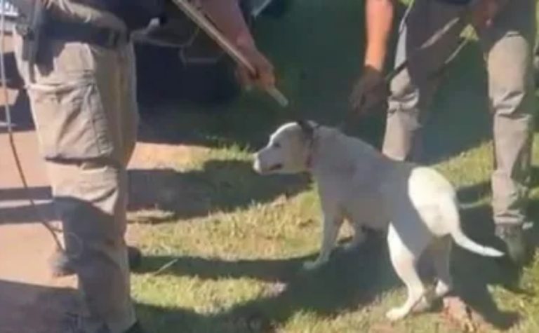 Idoso morre após ser atacado por 4 pitbulls no RS