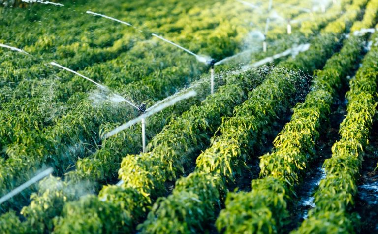 Irrigação coloca produtor no rumo do agronegócio