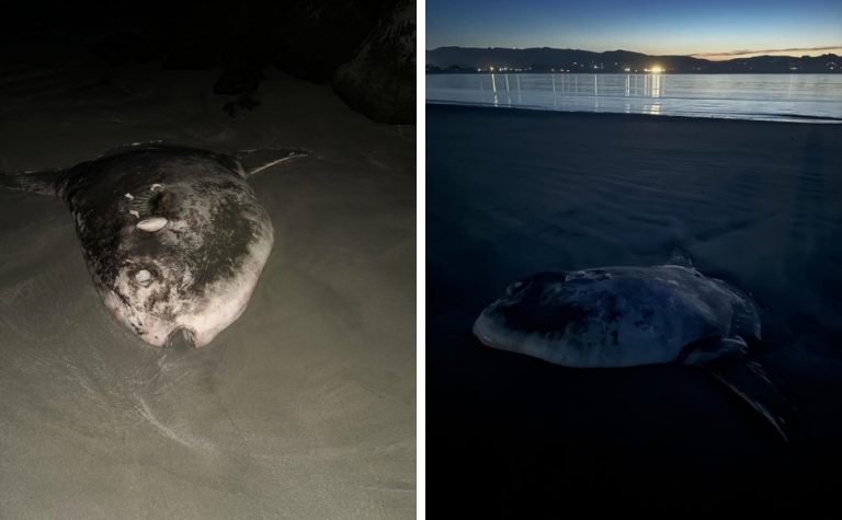 Peixe raro de quase 2 metros encalha em praia na Califórnia